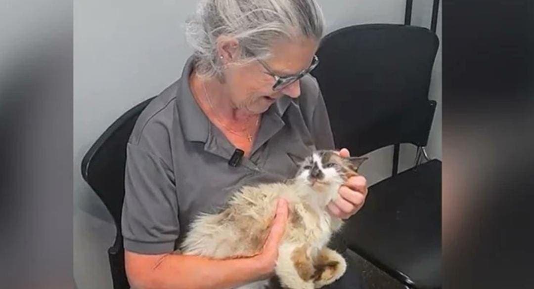 Video: Gracias a un chip, mujer se reencuentra con su gato luego de 11 años