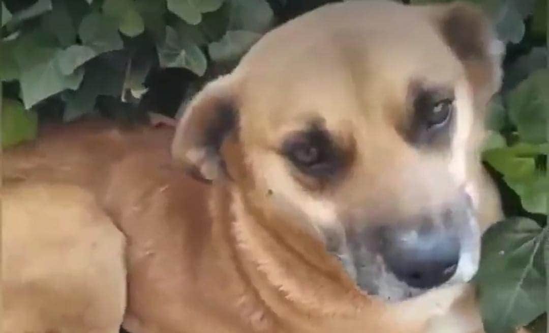 Video: Denuncian dos casos de maltrato animal en Puebla; golpean a un perrito y arrojan alcohol a otro