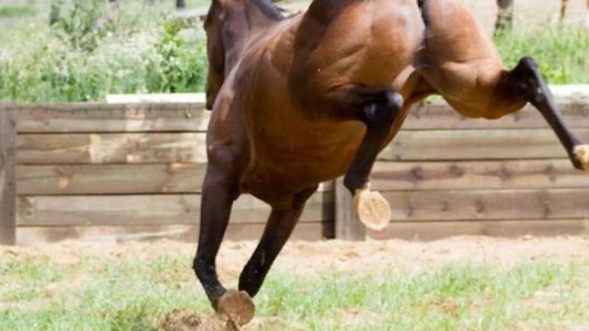 Hombre murió tras ser pateado por su caballo en Tamaulipas