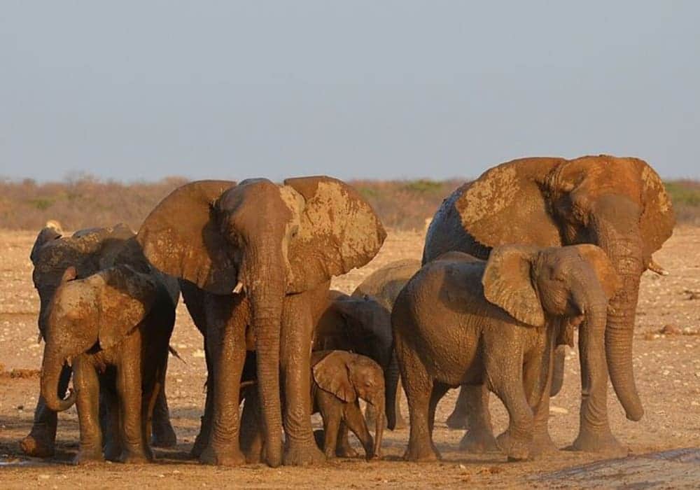 Sacrificarán 723 animales salvajes para distribuir carne a la población en Namibia