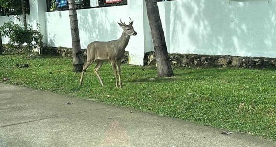 Video: Captan a un venado en el fraccionamiento Marsella de Playa del Carmen