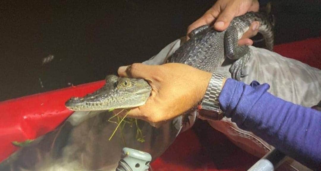 Rescatan a cocodrilo que presuntamente abandonaron en un parque de Mérida, Yucatán