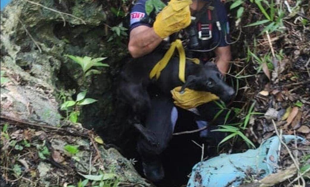Rescatan bomberos a una perrita que cayó en un cenote en Tulum