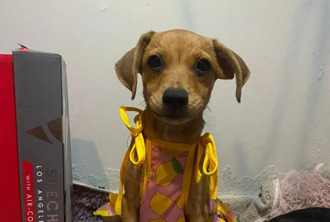 Dejan 'plantada' a perrita el día de su adopción; es la tercera vez