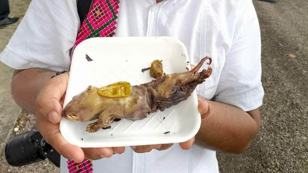 ¡Como en China! Promueven el consumo de la tuza en muestra gastronómica de Valladolid, Yucatán