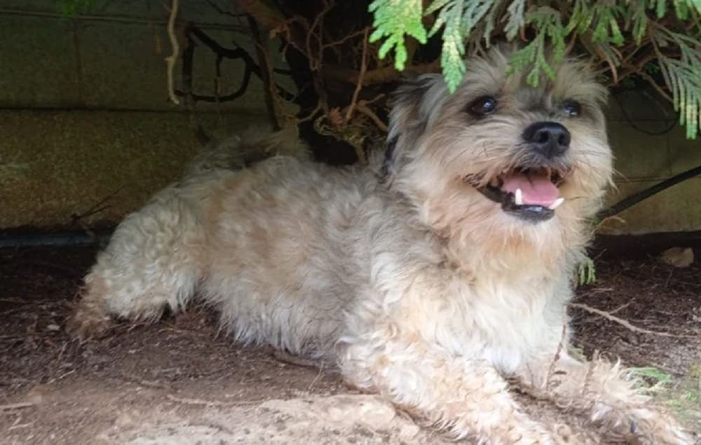Perrito regresa solo al refugio donde estaba al día siguiente de haber sido adoptado