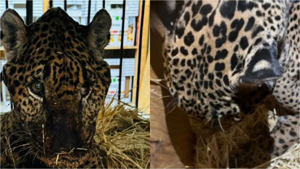 Muere Pacus, jaguar rescatado en basurero de Hidalgo