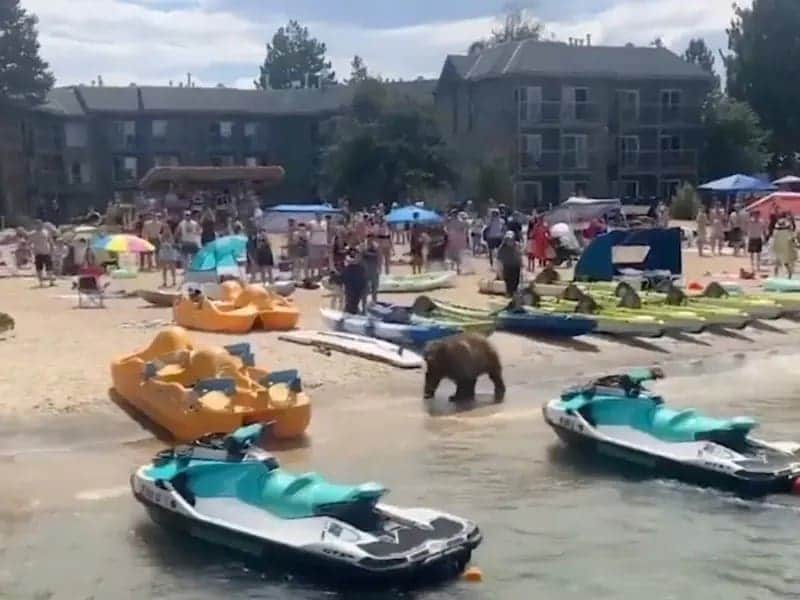Video: Un oso gigantesco pasea entre bañistas aterrorizados en playa de California