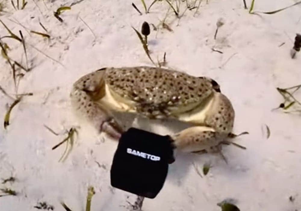 Video: Cangrejo le roba una cámara a un buceador en Bahamas