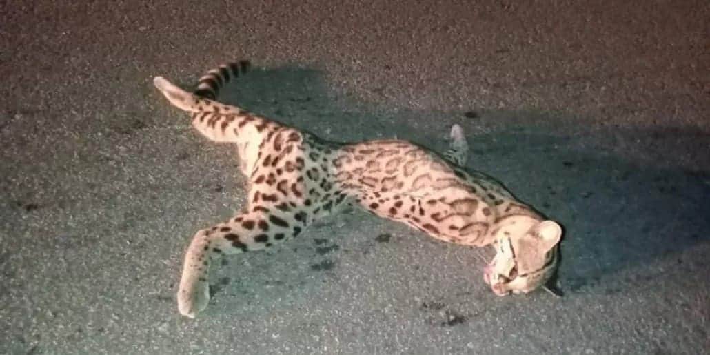 Video: Arrollan a tigrillo en la carretera Tulum-Cobá y se roban el cadáver del felino