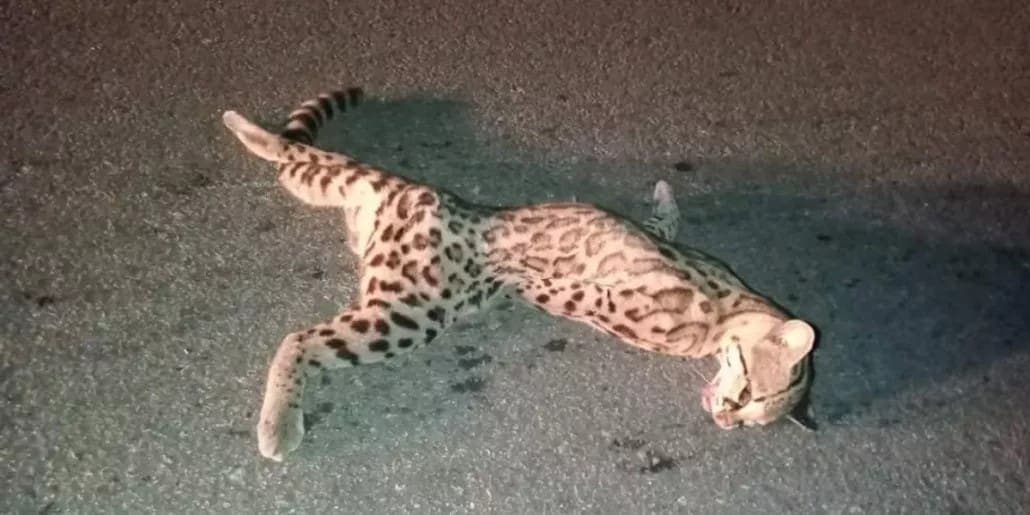 Video: Arrollan a tigrillo en la carretera Tulum-Cobá y se roban el cadáver del felino