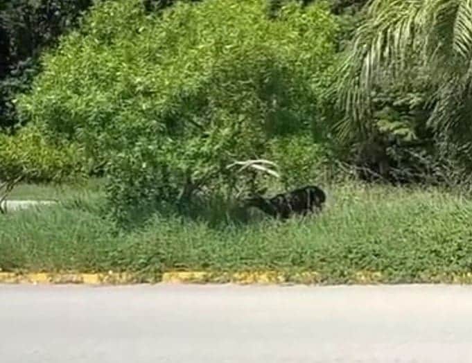 Video: Captan a venado en fraccionamiento de Playa del Carmen