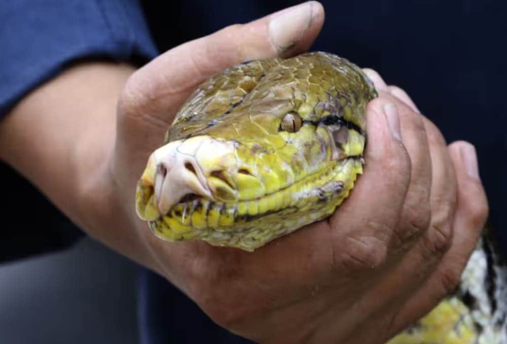 Mujer sobrevive tras luchar por dos horas con una pitón que intentó asfixiarla en Tailandia