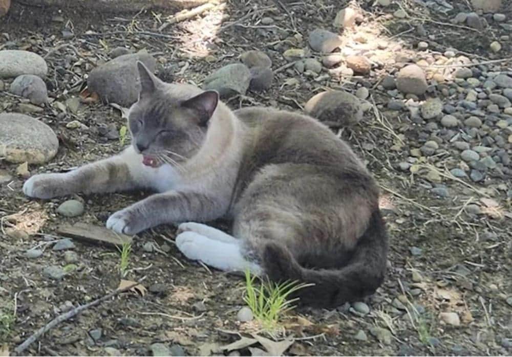 Gato perdido recorrió mil 300 kilómetros hasta encontrar a sus dueños en Estados Unidos