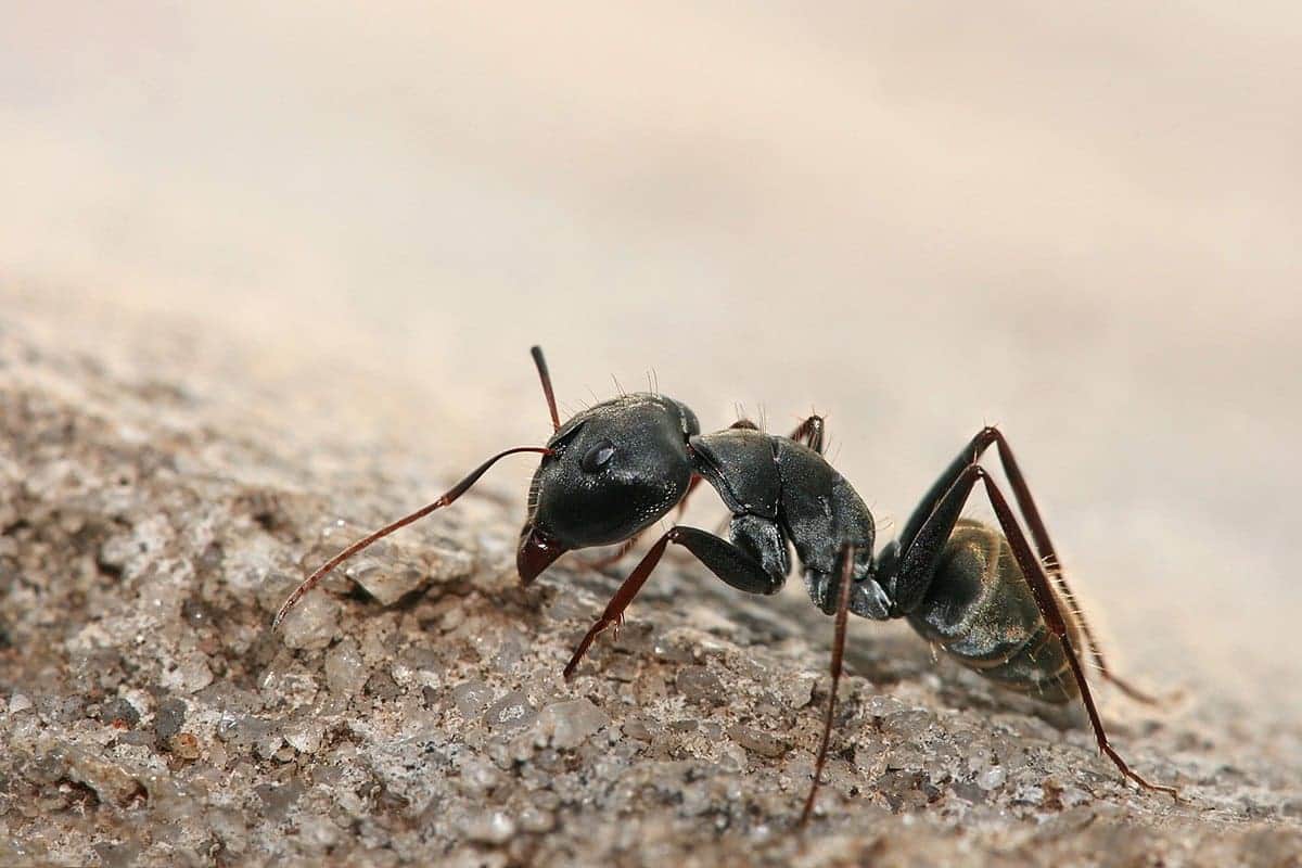 VIDEO: Captan a grupo de hormigas formando un huracán en Seyé, Yucatán