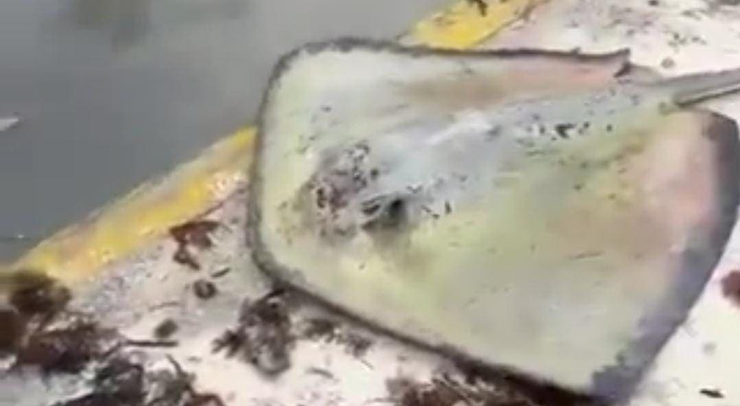 Video: Captan a mantarraya fuera del mar en Cancún tras el paso del huracán "Helene"
