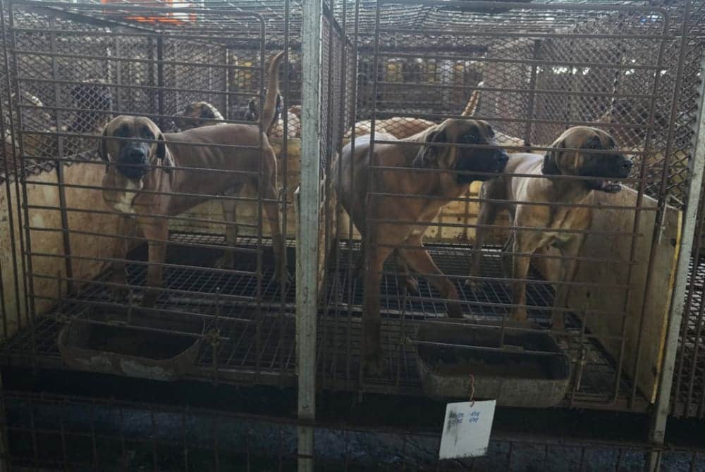 Corea del Sur propone pagar por perros y así evitar que los sacrifiquen para consumo humano