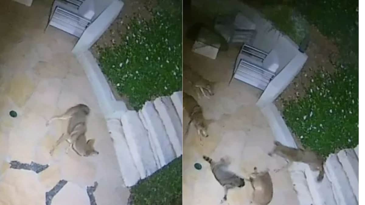 VIDEO: Mapache se enfrenta a cinco coyotes en una épica pelea que se vuelve viral