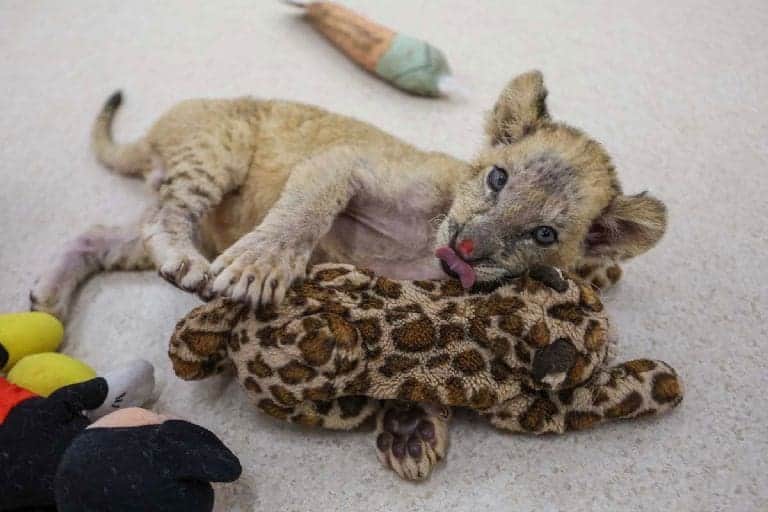 Rescatan a cachorro de león africano en las calles de Mérida, Yucatán