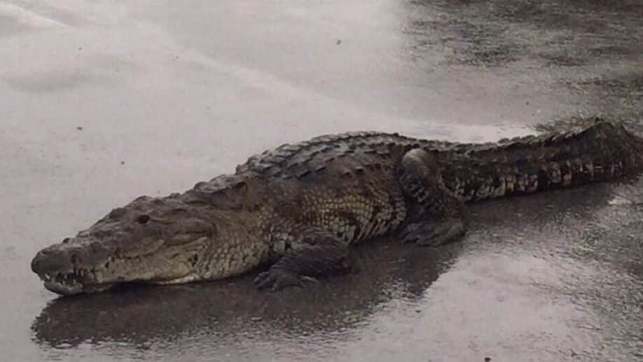 Video: Conductor capta enorme cocodrilo en plena autopista Manzanillo-Colima