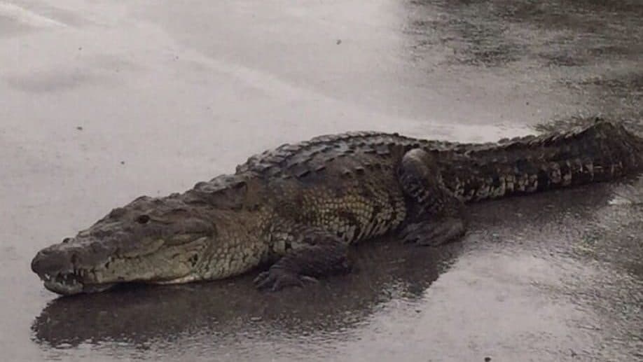 Video: Conductor capta enorme cocodrilo en plena autopista Manzanillo-Colima