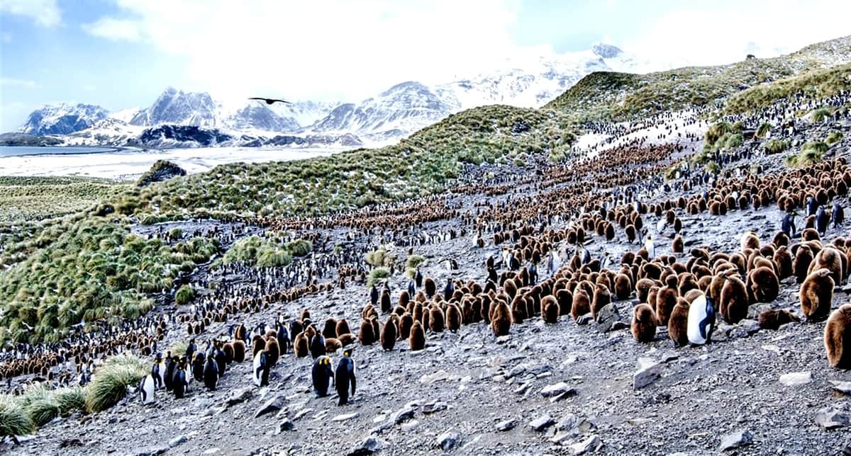 Video: Aumenta el deshielo y crece la vegetación en la Antártida por el cambio climático