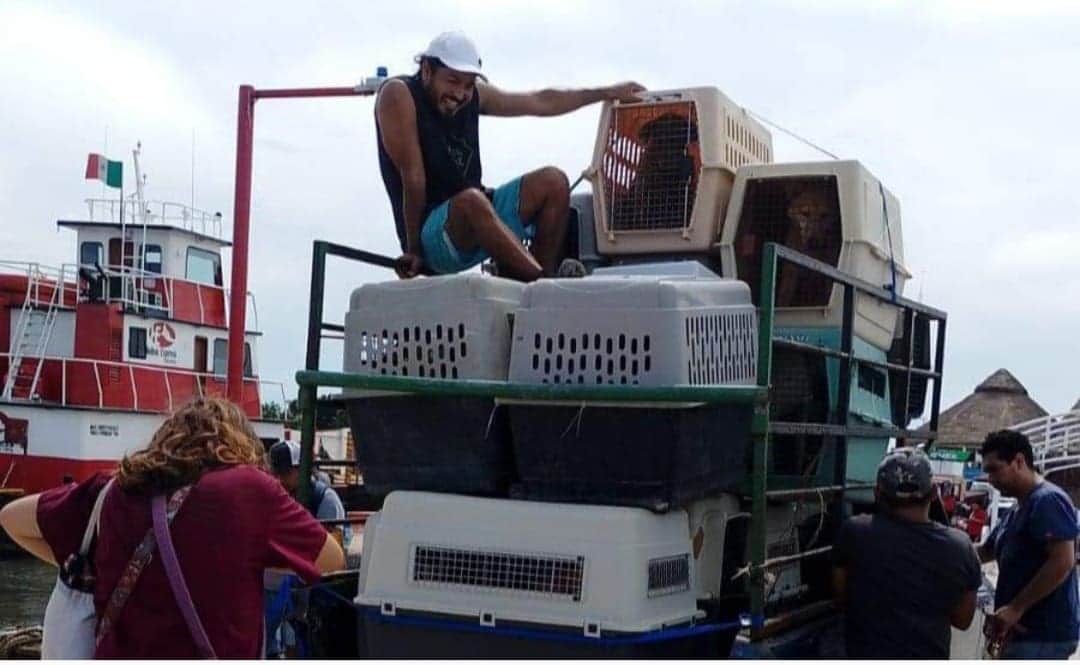 Evacúan a perros del Refugio Animal Holbox ante el paso del Huracán Milton
