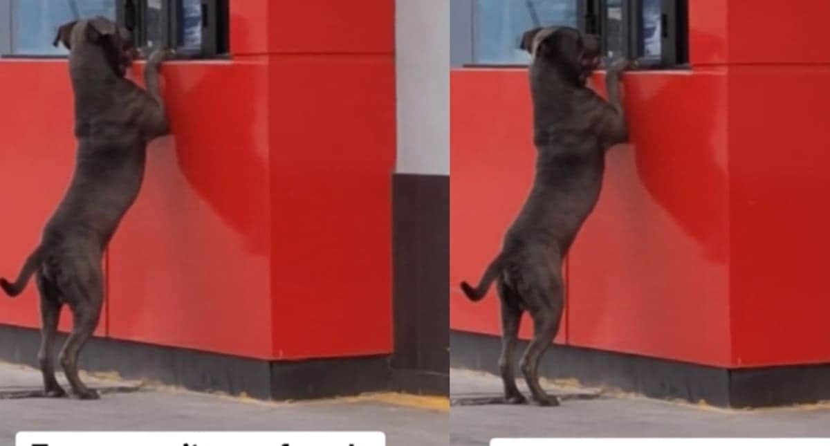 VIDEO: Graban a perrito pidiendo pollo en la ventanilla del drive-thru de KFC
