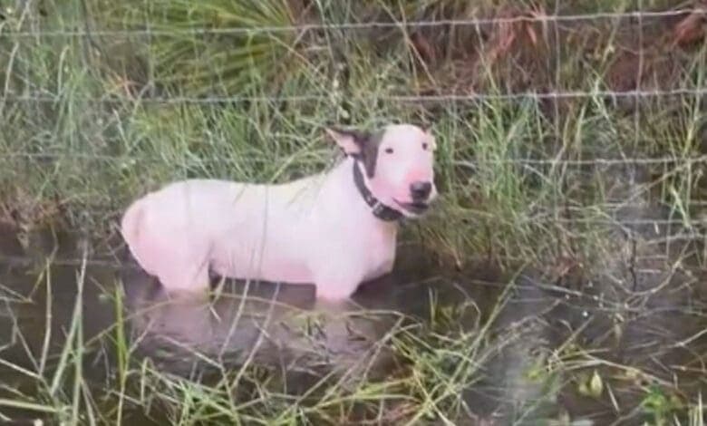Video: Rescatan a lomito atado a un poste ante llegada del huracán Milton en Florida