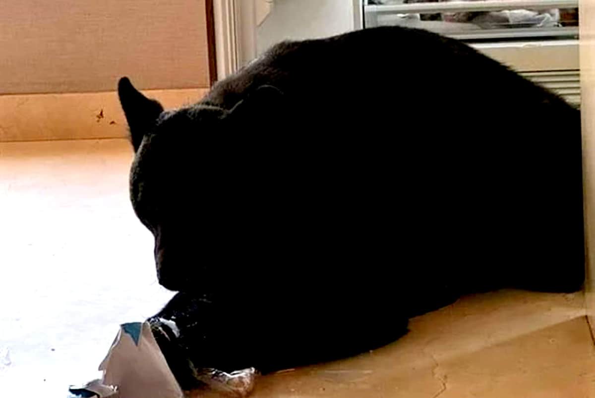 Video: Enorme oso entra a casa de Nuevo León y arrasa con la comida de la familia