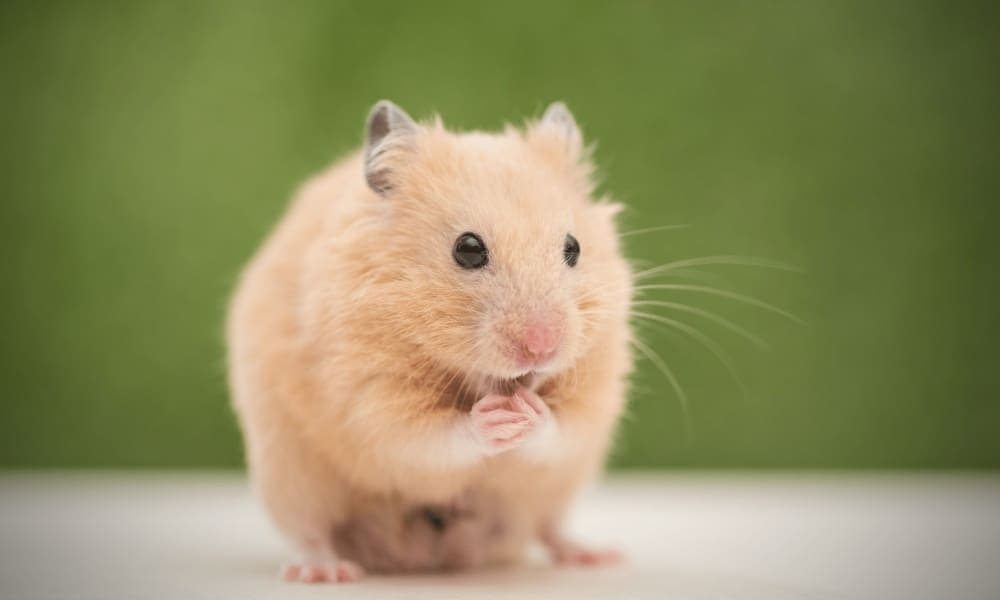 Muere mujer tras ser mordida por su hámster