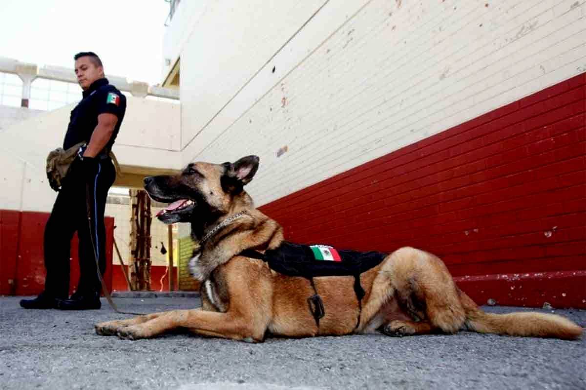 Tras estar desaparecido encuentran sin vida a "Grof", perro policía que combatía el narcotráfico en BCS