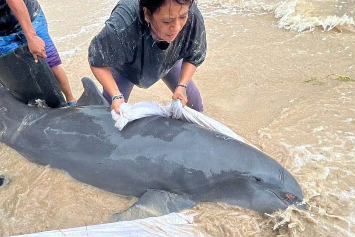 VIDEO: Delfín se queda varado en Mahahual ante la fuerza de la Tormenta Tropical Nadine