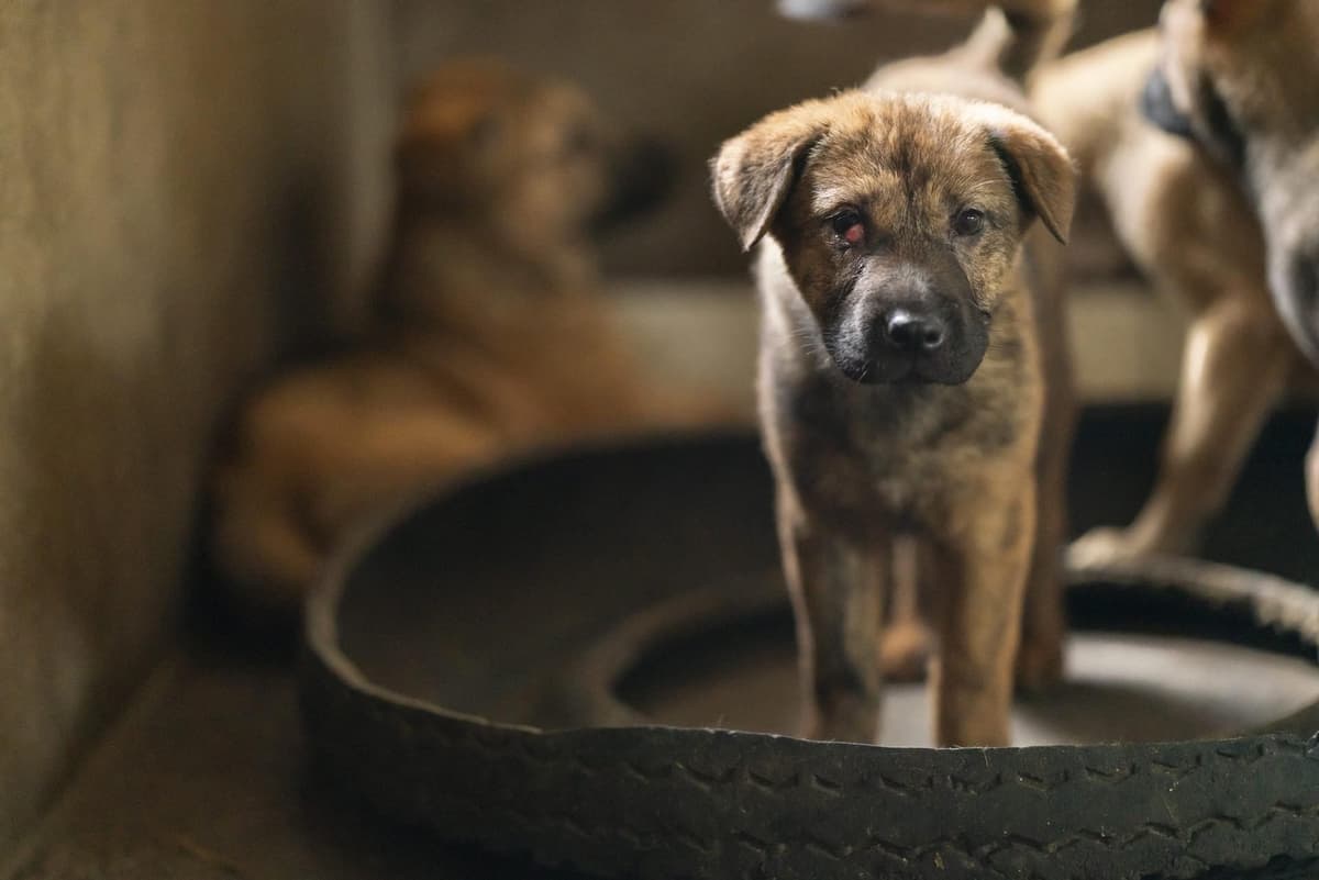 VIDEO: Niño de 9 años entra a una veterinaria y mata a 23 animales; no enfrentará cargos penales