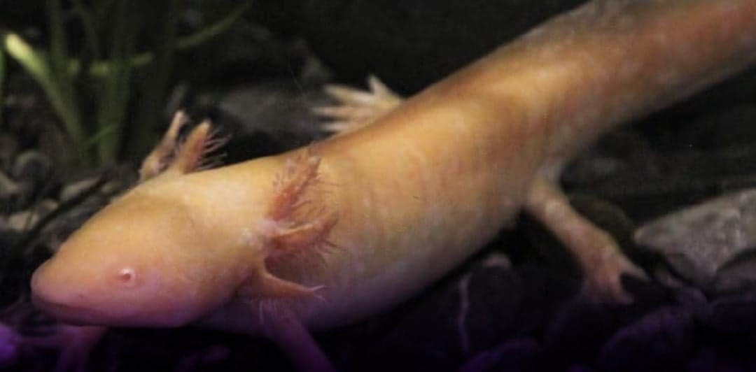 Alerta UNAM que los ajolotes de Xochimilco podrían desaparecer en el 2025