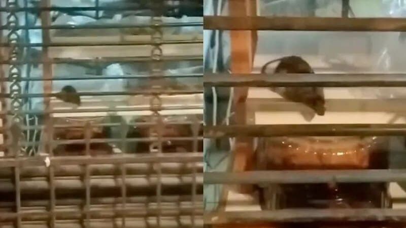 Video: Captan a ratón en pastelería frente al Teatro Metropólitan de CDMX