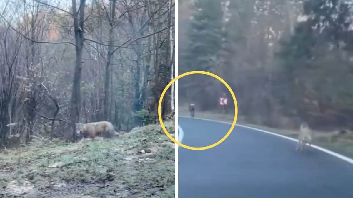 VIDEO: Conductor de Tesla salva a ciclista que era perseguido por lobos