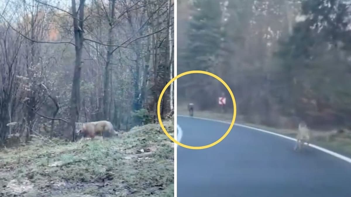 VIDEO: Conductor de Tesla salva a ciclista que era perseguido por lobos