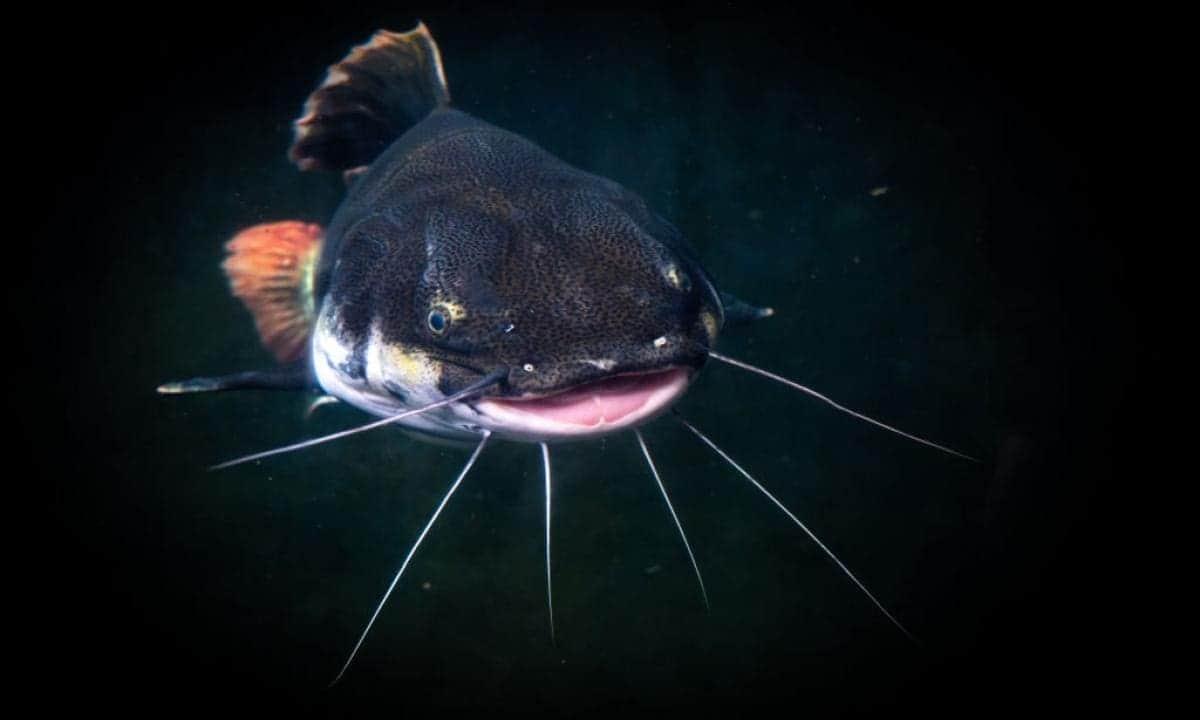 Joven se ahoga al intentar atrapar un gigante pez gato en Brasil