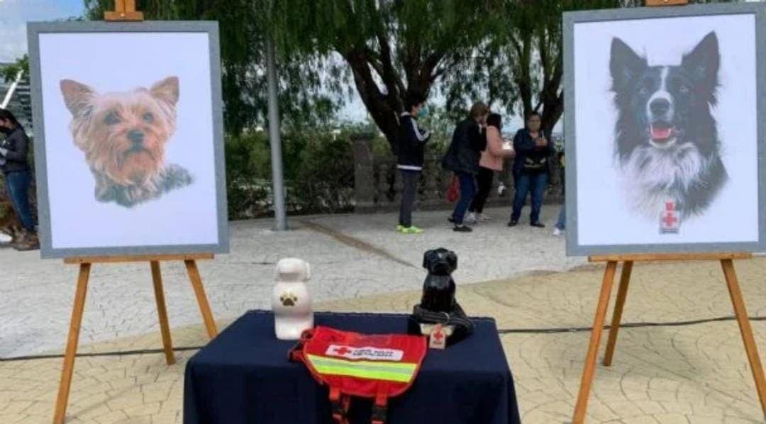 Corte revoca amparo al asesino de los perritos rescatistas Athos y Tango, fallecidos en Querétaro