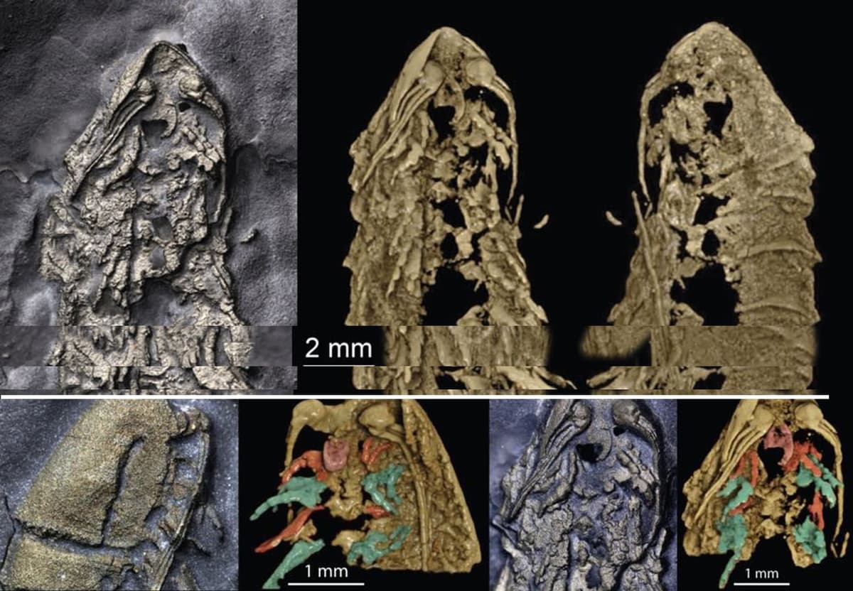 Descubren en NY a pariente de araña o escorpión de hace 450 millones de años