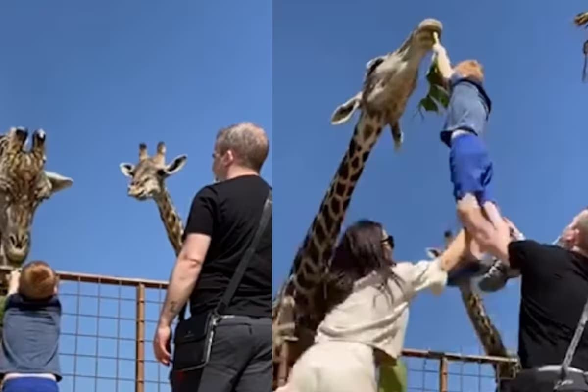 VIDEO: Jirafa casi se lleva a un niño que le ofreció una hoja para comer