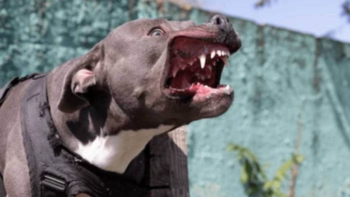 VIDEO: Perro pitbull salta de un auto en movimiento y ataca a una mujer con su mascota en Puebla