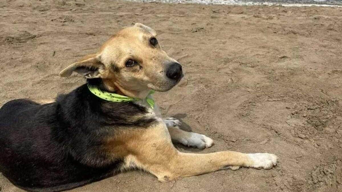 Playa del Carmen registra en promedio una denuncia diaria por maltrato animal; se aplican sanciones y se rescatan animales