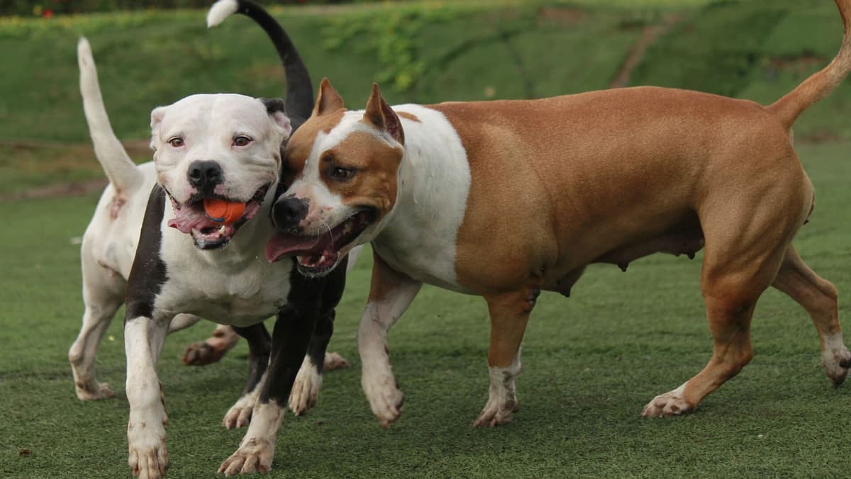 Video: Dos pitbulls atacan a varios niños que jugaban en un parque