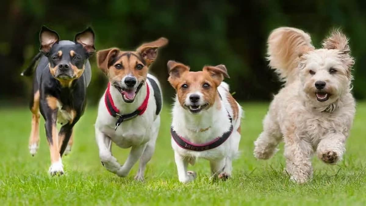 Revelan cuál es la raza de perro más inteligente de todas