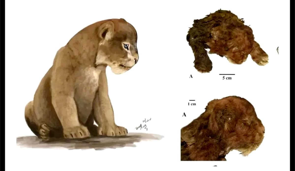 Hallan momificado a cachorro de tigre dientes de sable; murió hace 37 mil años