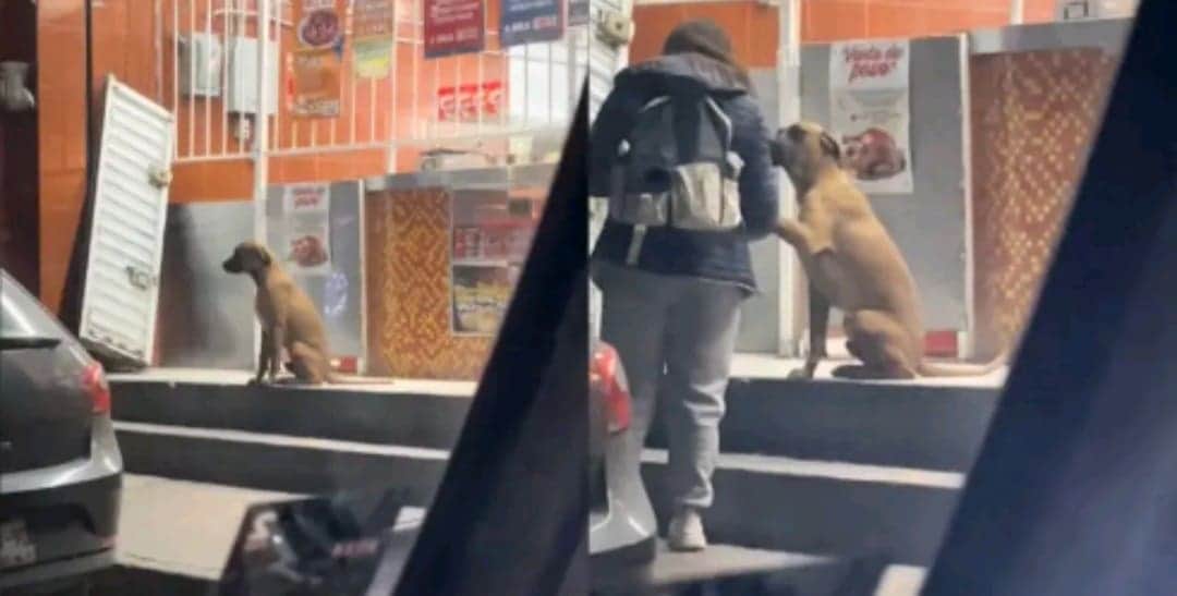 VIDEO: Lomito callejero se vuelve viral por saludar a las personas