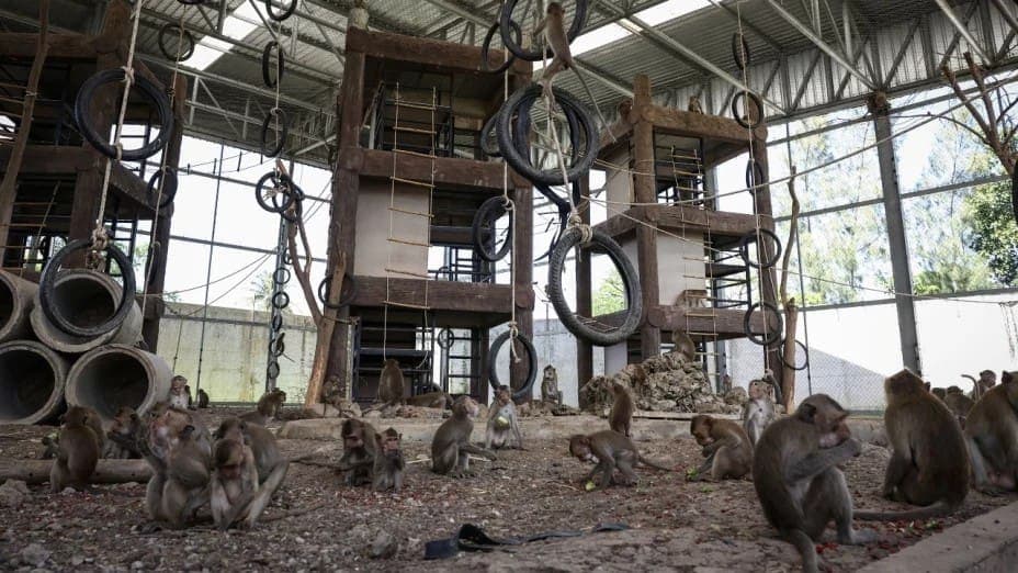 Video: Se fugan 200 monos de un refugio y acorralan a policías en una comisaría en Tailandia