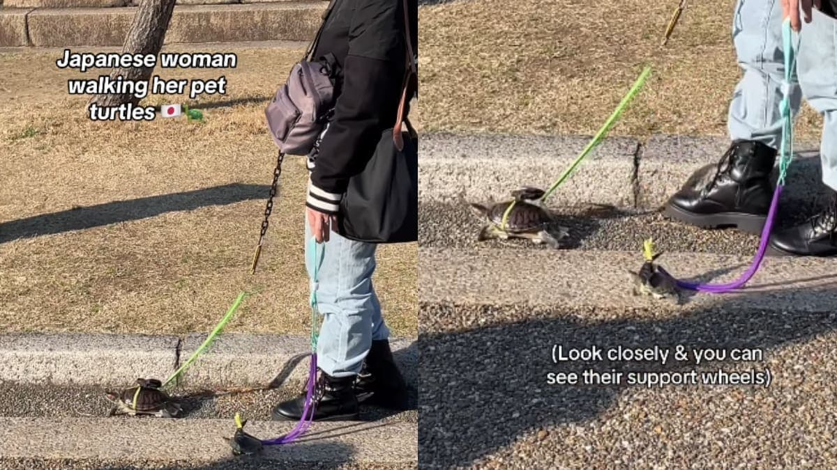VIDEO: Joven se vuelve viral al sacar a pasear a sus dos tortugas con correas